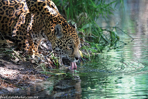 El jaguar es el felino más grande del continente americano.