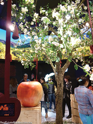 En la muestra se presentaron manzanas de hasta un kilo.