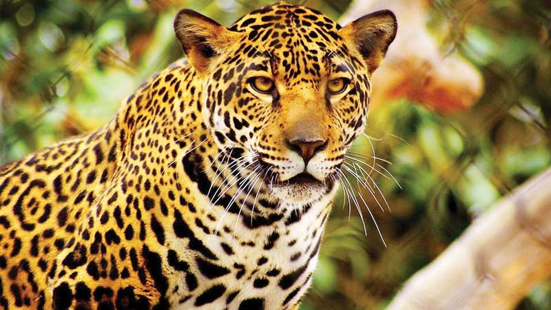 Real Estate,Real Estate Market &amp;Lifestyle,Real Estate México,Infraestructura 2020,Infraestructura,Tren Maya, vanguardia en protección ambiental, Se estudia el comportamiento de los jaguares para protegerlos.
