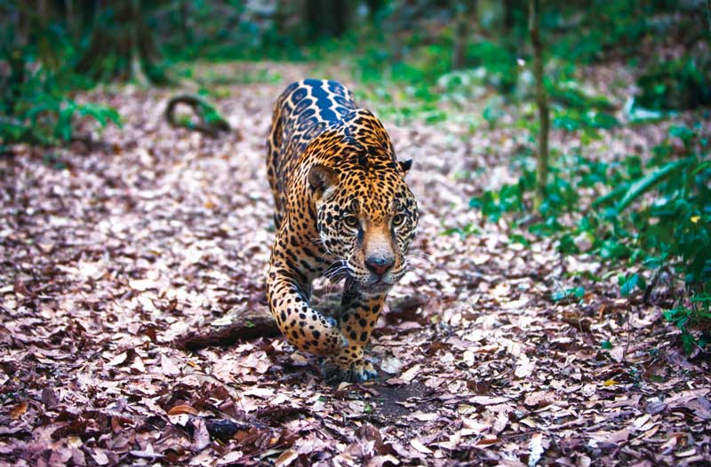 Real Estate Market &amp; Lifestyle,Real Estate,Real Estate México,60 años de Inbursa,Grupo Financiero Inbursa,Inbursa,Ing Carlos Slim,Marco Antonio Slim,Grupo Carso, Adopción de el modelo de 